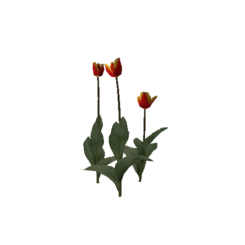 Tulipa-group1C