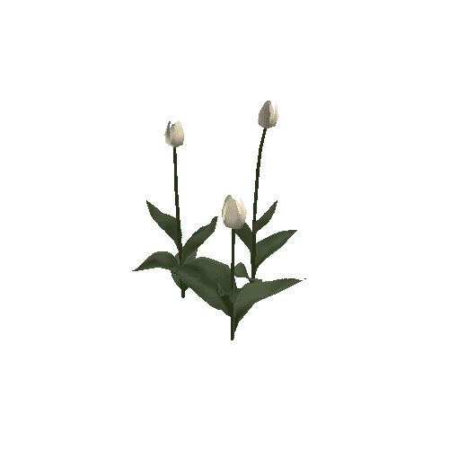 Tulipa-group1E-bloomer