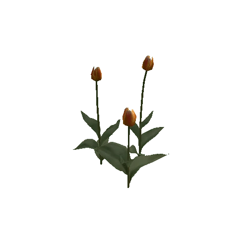 Tulipa-group1F-bloomer