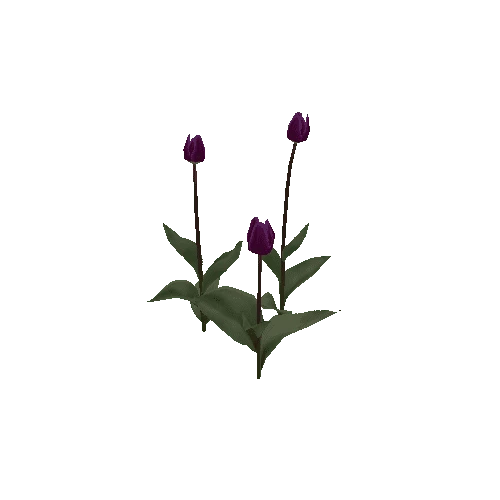 Tulipa-group1I-bloomer