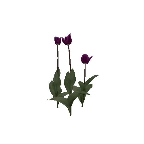 Tulipa-group1I