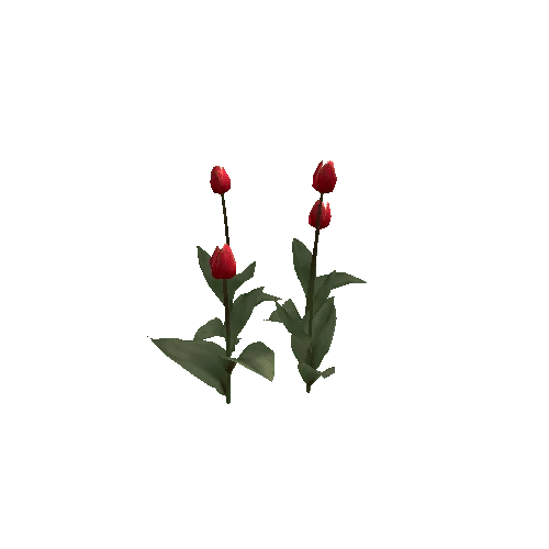 Tulipa-group2A-bloomer