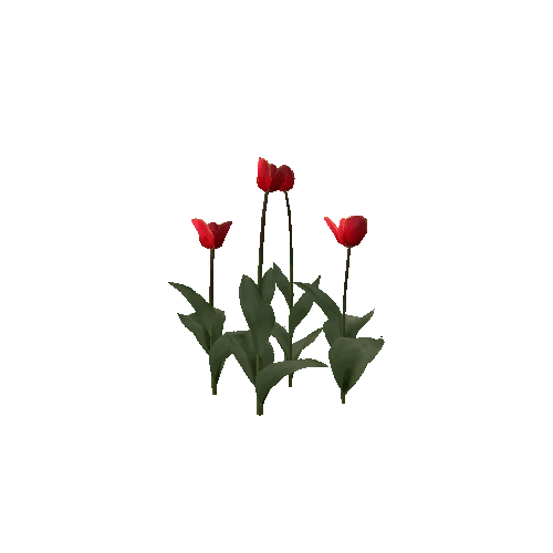 Tulipa-group2A