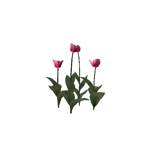 Tulipa-group2B