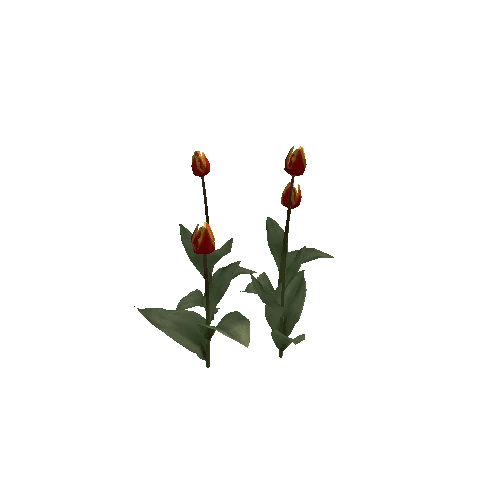Tulipa-group2C-bloomer