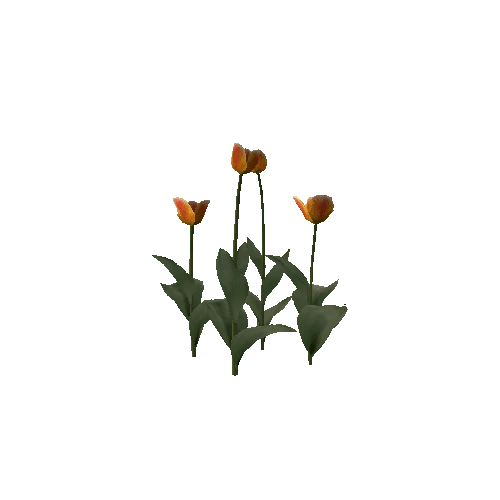 Tulipa-group2F