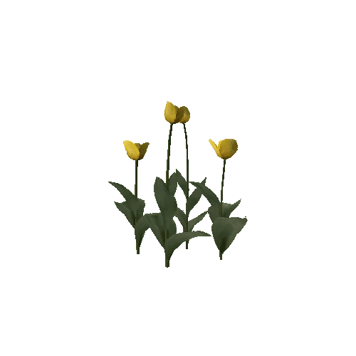 Tulipa-group2G