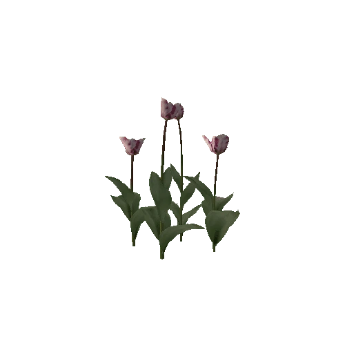 Tulipa-group2H