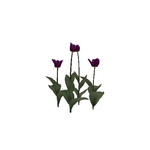 Tulipa-group2I