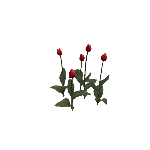 Tulipa-group3A-bloomer