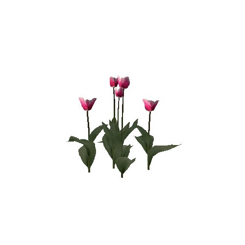 Tulipa-group3B