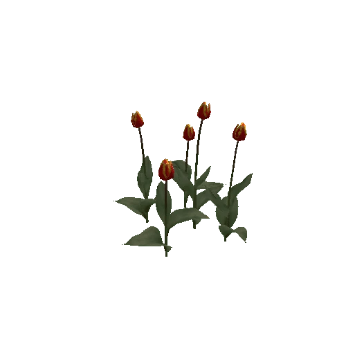 Tulipa-group3C-bloomer
