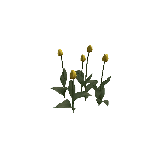 Tulipa-group3G-bloomer