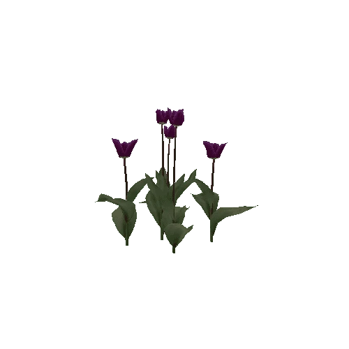 Tulipa-group3I