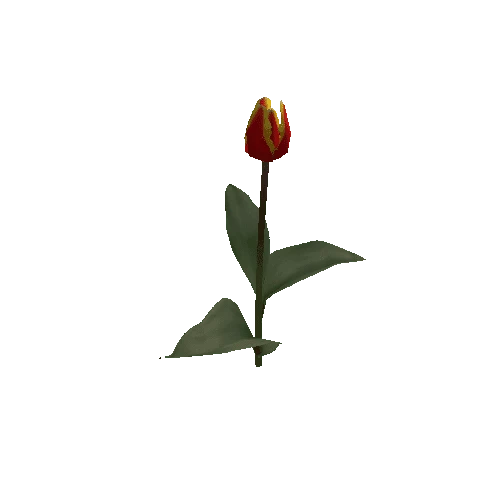 Tulipa1C-bloomer