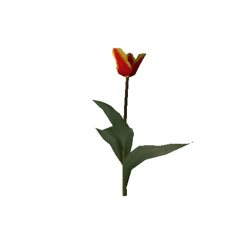 Tulipa1C