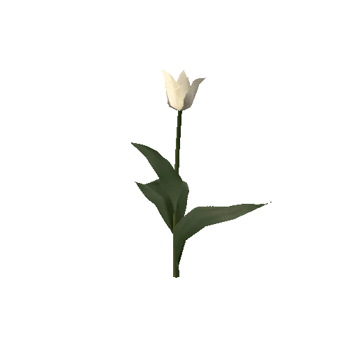 Tulipa1E