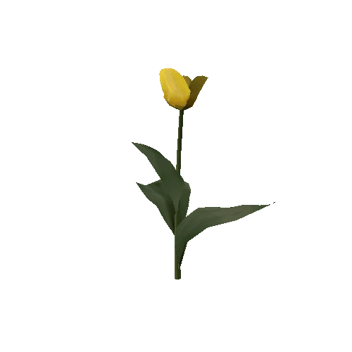 Tulipa1G