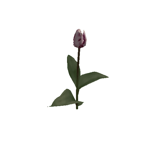 Tulipa1H-bloomer