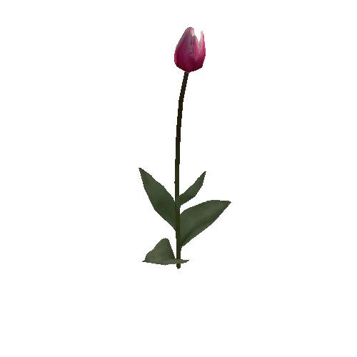 Tulipa2B-bloomer