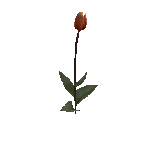 Tulipa2D-bloomer