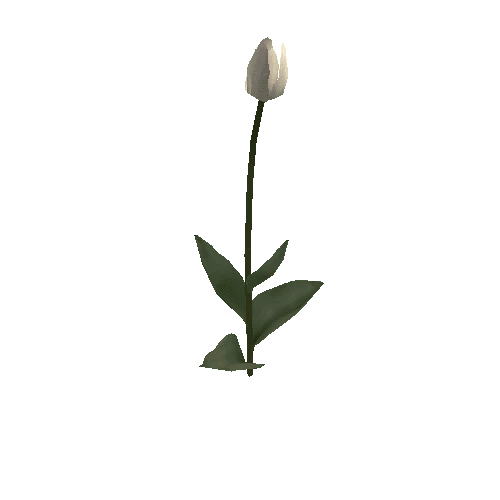 Tulipa2E-bloomer
