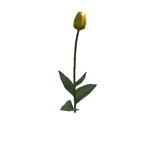Tulipa2G-bloomer
