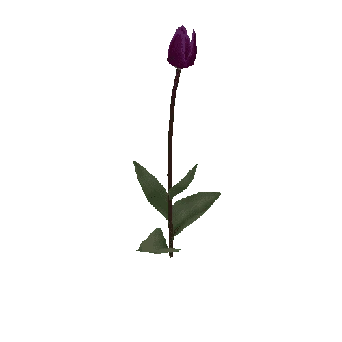 Tulipa2I-bloomer