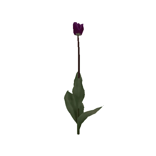 Tulipa2I