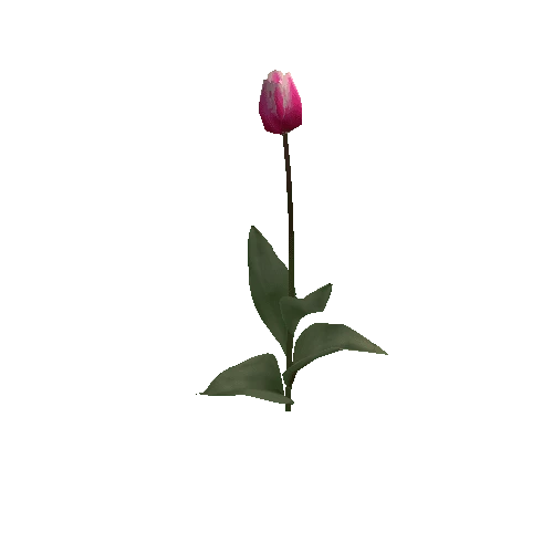 Tulipa3B-bloomer