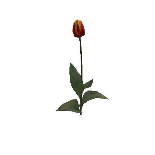 Tulipa3C-bloomer