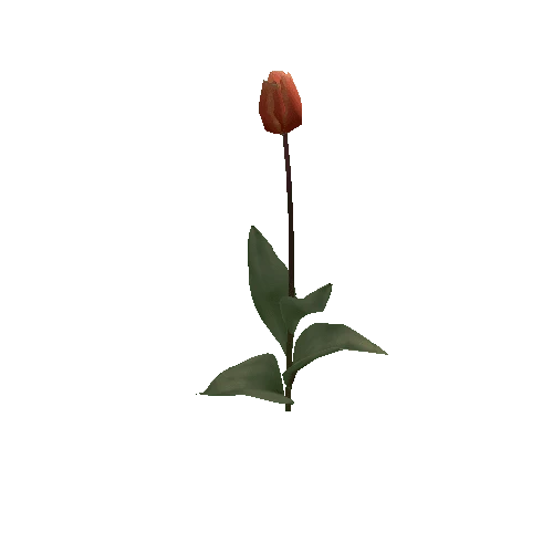 Tulipa3D-bloomer