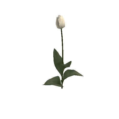 Tulipa3E-bloomer