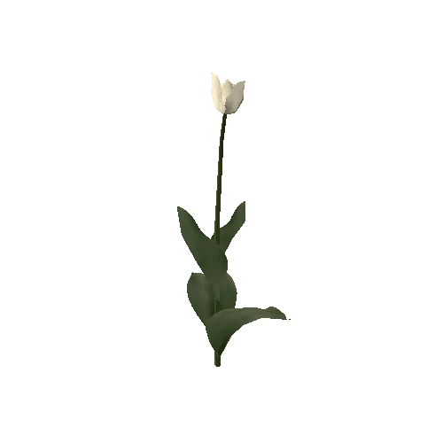 Tulipa3E