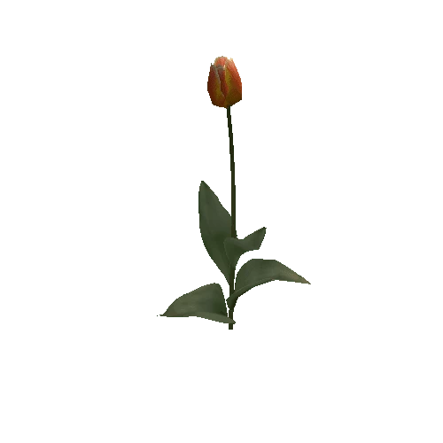 Tulipa3F-bloomer