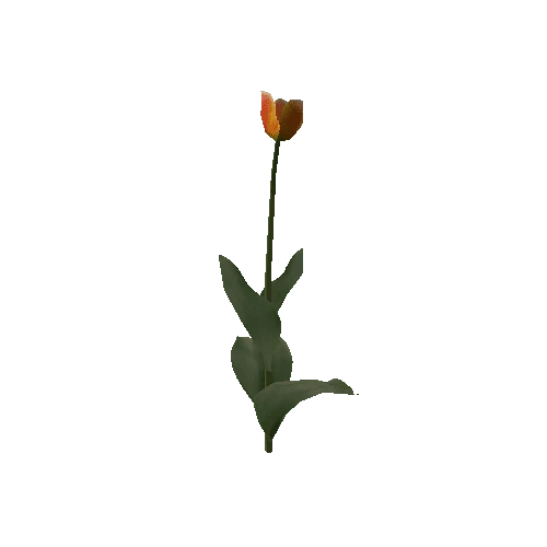 Tulipa3F