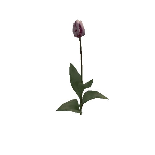 Tulipa3H-bloomer