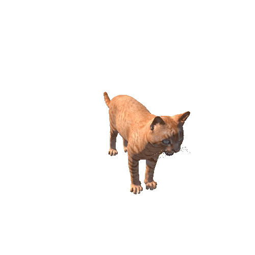 Cat_Orange_Prefab