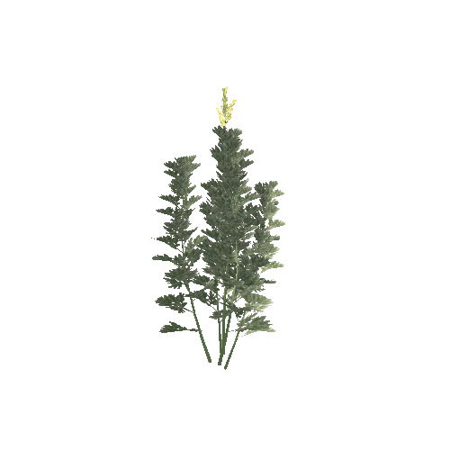 Artemisia4