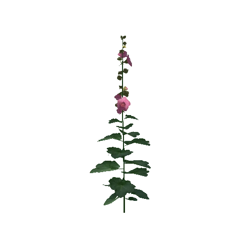 Hollyhock1A