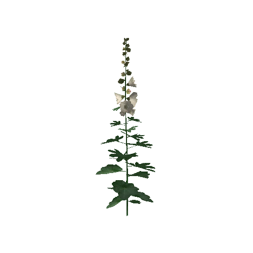 Hollyhock3D