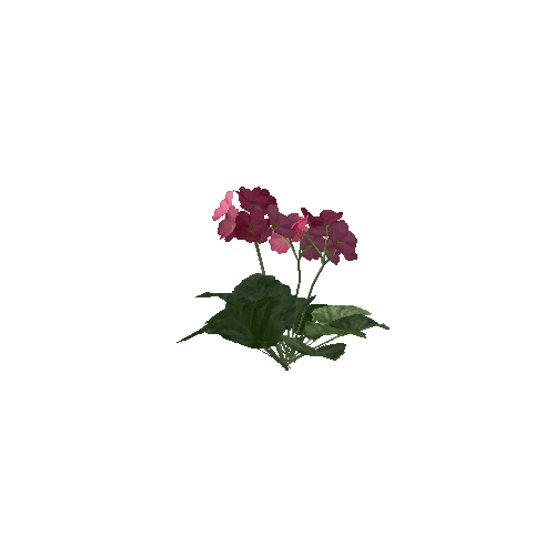 PrimroseObconica3D