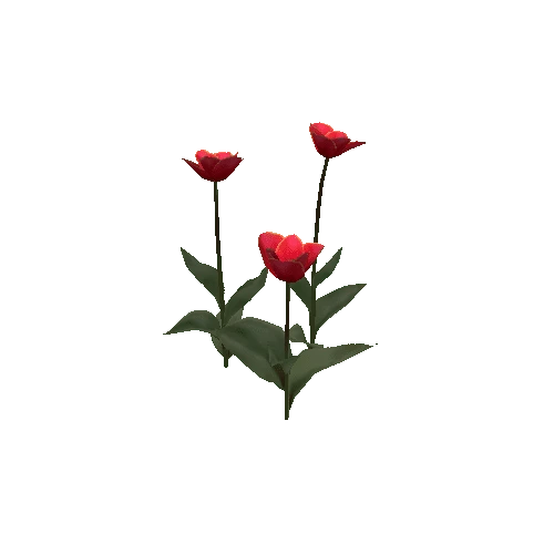 Tulipa-group1A-bloomer