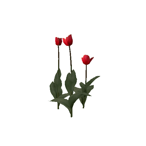 Tulipa-group1A