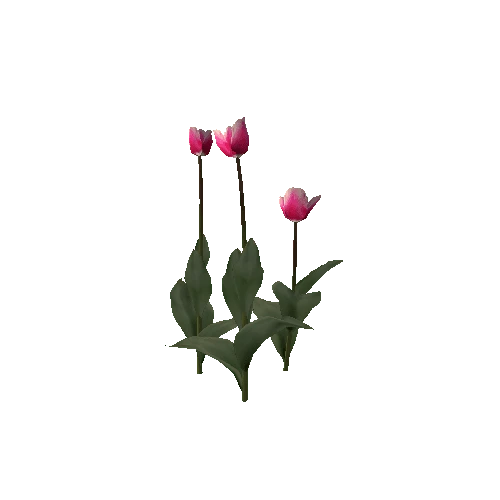 Tulipa-group1B