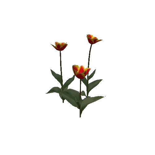 Tulipa-group1C-bloomer