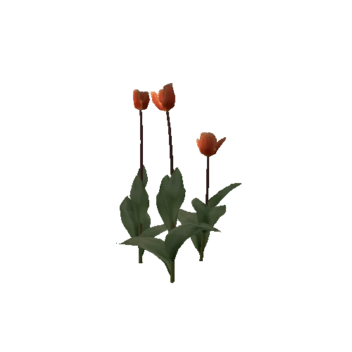 Tulipa-group1D