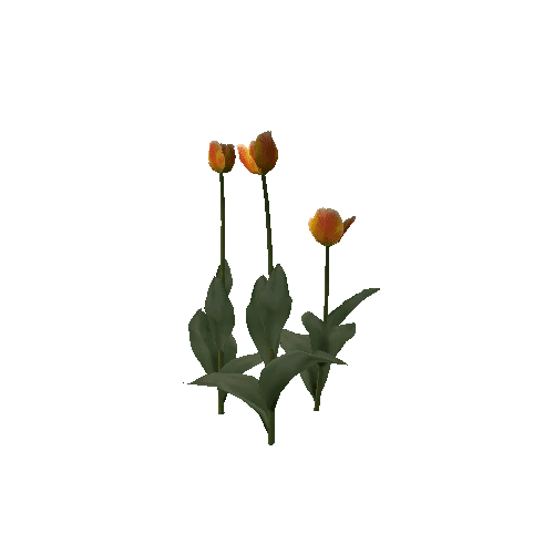 Tulipa-group1F