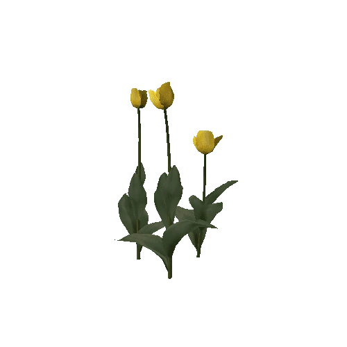 Tulipa-group1G