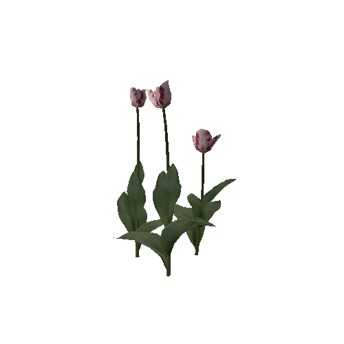 Tulipa-group1H